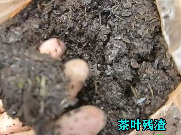 茶葉渣壓榨機(jī)使用優(yōu)勢(shì) 茶葉渣壓榨機(jī)使用優(yōu)勢(shì)